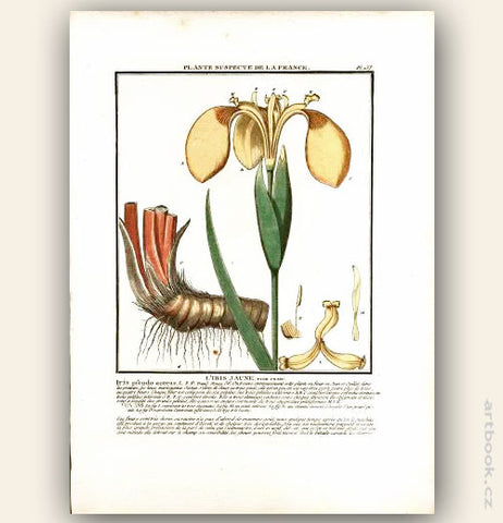 L´IRIS JAUNE. FLOR. FRANC. Barevná mědirytina, 1784.