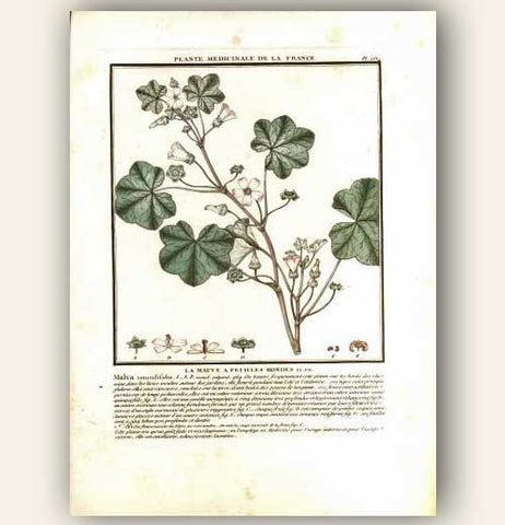 LA MAUVE A FEUILLES RONDES.FL. FR. Barevná mědirytina, 1784.