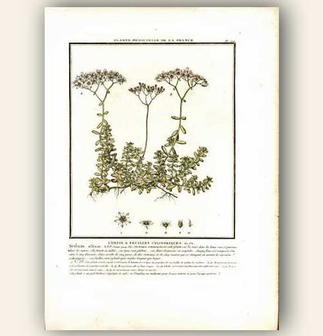L´ORPIN A FEUILLES CYLINDRIQUES.FL. FR. Barevná mědirytina, 1784.