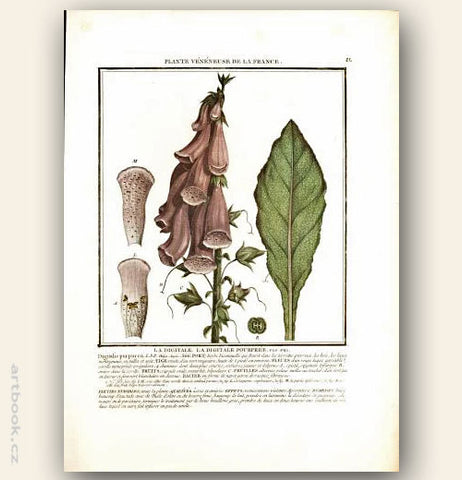 LA DIGITALE. LA DIGITALE POURPRÉE. FLO. FRA. Barevná mědirytina, 1784.